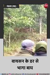 जंगल में वायसन ने बाघ को खदेड़ा, पर्यटकों ने मोबाइल में कैद की तस्वीरें