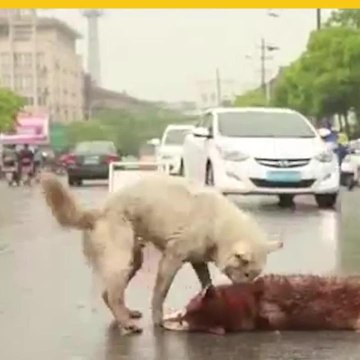 Perro intenta desesperadamente despertar a su amigo atropellado Un video que circula en redes sociales muestra los tristes momentos