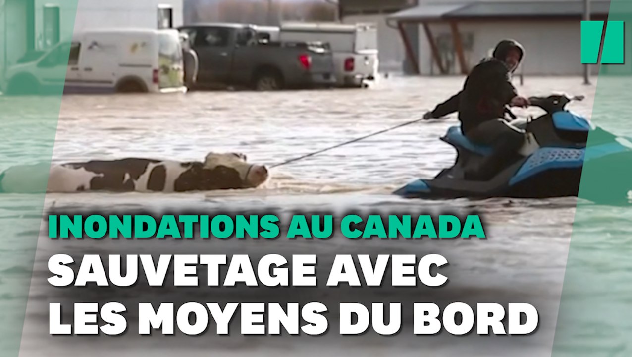 Inondations  au Canada:  des vaches sauvées de la noyade grâce à des jet skis
