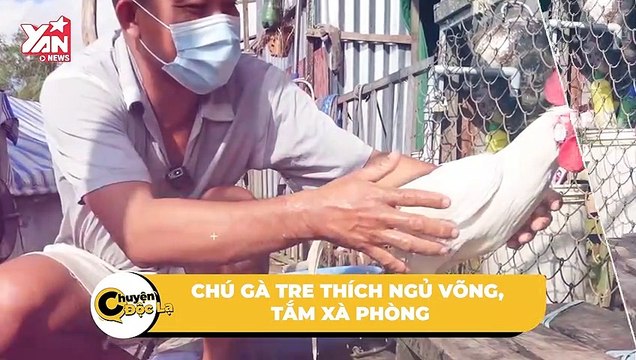 Kỳ lạ chú gà tre miền Tây chỉ thích ngủ võng, ăn gạo lứt, còn ganh tị với con gái của chủ | Điện Ảnh Net
