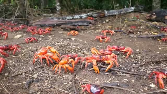 Comienza la migración de los cangrejos rojos gigantes en Isla de Navidad en Australia