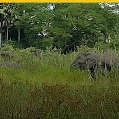 Captan pelea entre elefante y cocodrilo