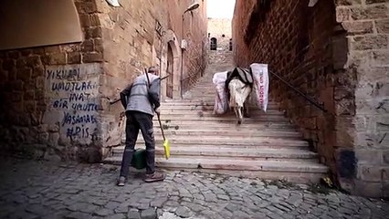 حمير تحب موسيقى بيتهوفن تحافظ على النظافة في ماردين بتركيا