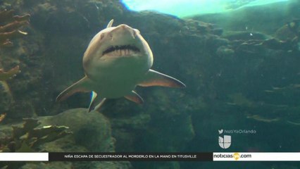 Informe Especial: "Cuna de Tiburones"