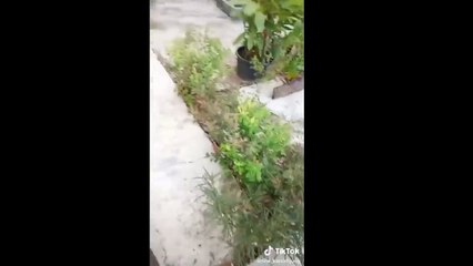 Una colección de los mejores vídeos de tiktok! Parte 6