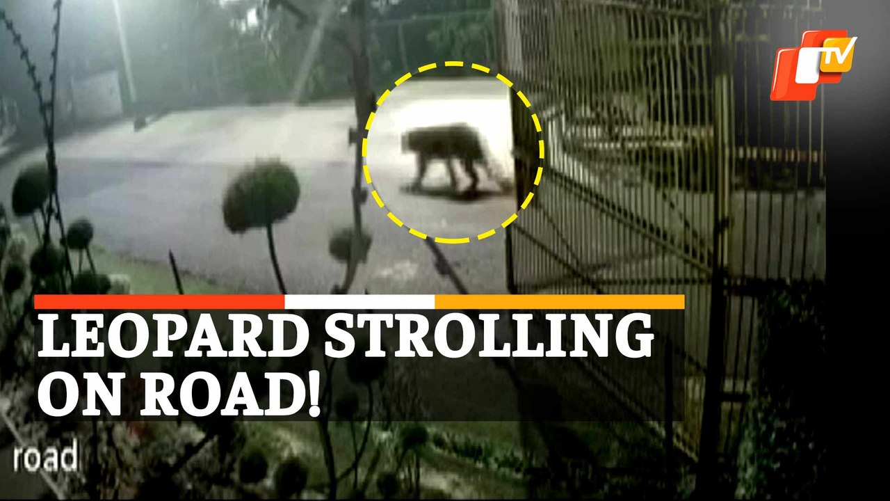 Caught On Cam: Leopard Strolling In Ghaziabad’s Residential Area Triggers Panic