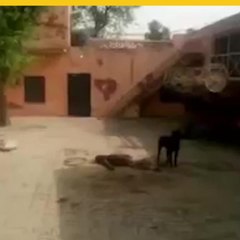 Perro mata a su dueño en India