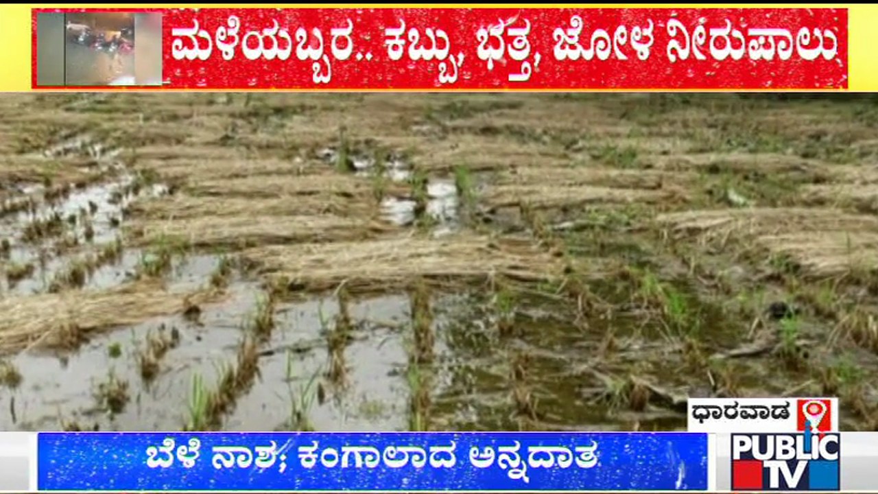 Agricultural Crops Destroyed Due To Heavy Rain In Tumkur & Dharwad