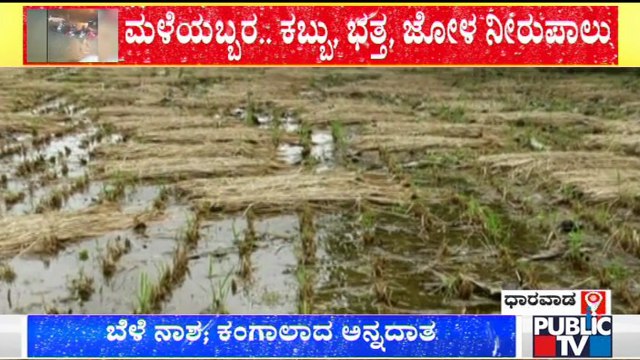 Agricultural Crops Destroyed Due To Heavy Rain In Tumkur & Dharwad