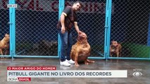 Vamos conhecer mais de perto e entender a rotina do pitbull de Rondônia que concorre ao título de maior cachorro do mundo.
