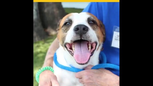 Puedes adoptar una mascota sin tener que pagar algún tipo de cargos