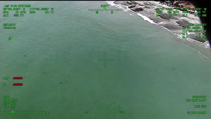 Avistamiento de tiburones blancos en costa de California
