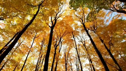 Meditation Music That Will Heal Your  Soul, Relaxing Music, And Feel The Beautiful Nature