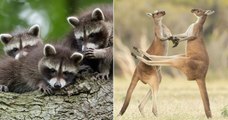 Les grands gagnants du Comedy Wildlife Photography Awards 2021 ont été dévoilés