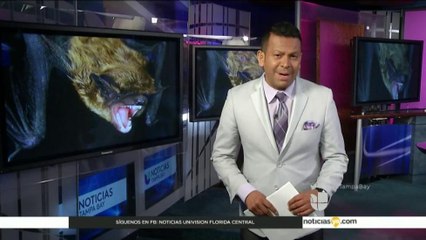 Alerta de rabia en el Condado Polk