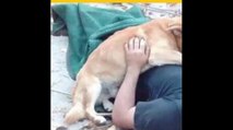 Perro abraza a su dueño hasta que llegó la ambulancia