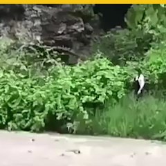 Intenta suicidarse en reto final de la ballena azul.mp4