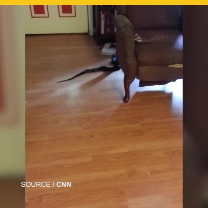 Mujer atrapa a serpiente en su hogar.