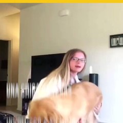 Tu mascota es el nuevo 'accesorio' para hacer ejercicio