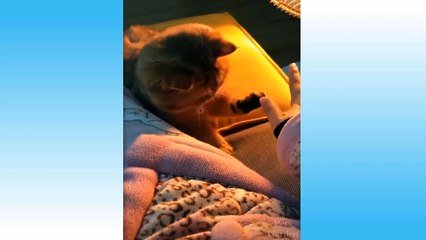 Funniest Pets Don'T Try To Hold Back Laughter