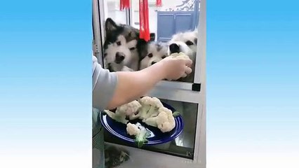 Top Funny Cat Videos Of The Weekly - Try Not To Laugh