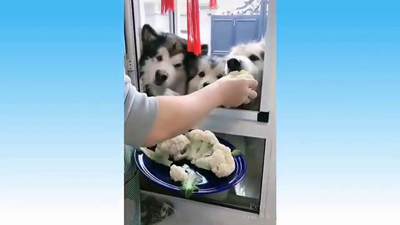 Top Funny Cat Videos Of The Weekly - Try Not To Laugh