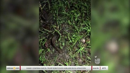 Aumentan los casos de “atropello y fuga” en Florida