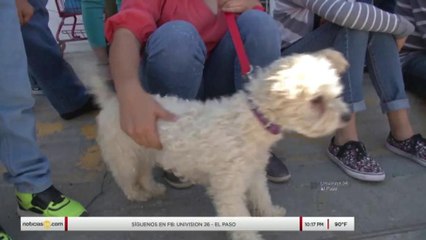 Mascotas por siempre: Primera parte