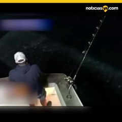 Tiburón Ballena Maryland