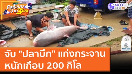จับ "ปลาบึก" แก่งกระจาน หนักเกือบ 200 กิโล (18 พ.ย. 64) คุยโขมงบ่าย 3 โมง