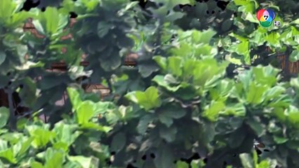 ตัวอย่าง ธิดาวานร EP.23 | 19 พ.ย.64 | Ch7HD