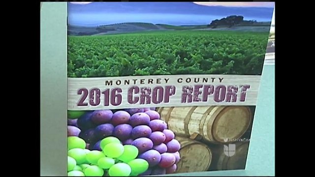 VIDEO: Revelan reporte de cultivos agrícolas en el condado de Monterey