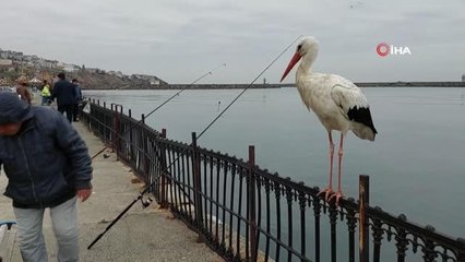 Tarihi bedesten esnafına sığınan leylek kentte ilgi odağı oldu