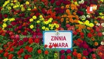 Flower Park Opens In Nashik With Over 6 Lakh Plants Comprising Colourful Flowers