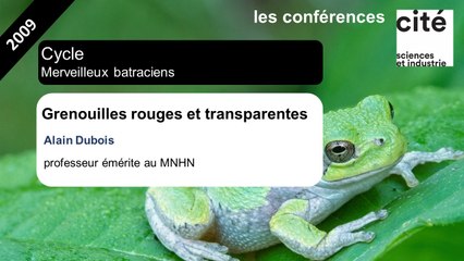 Grenouilles rouges et transparentes...