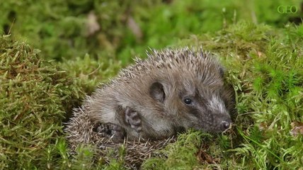 Environnement : contribuez à la protection des hérissons depuis votre jardin