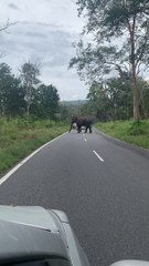 Traffic Waits for Pedestrian with Tusks