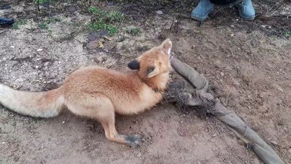 Stuck Fox Freed by Roadside