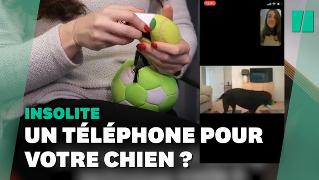 Avec ce DogPhone , les chiens pourraient bientôt appeler leurs maîtres
