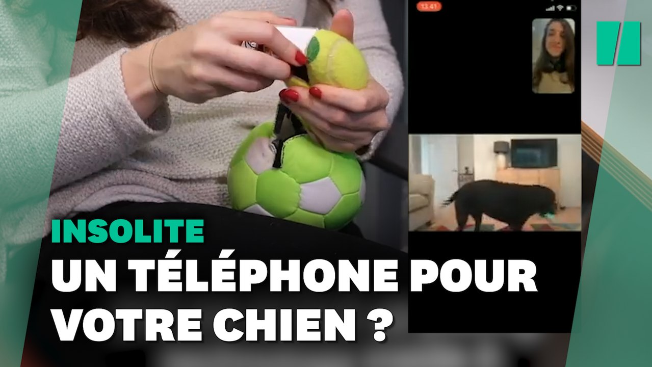 Avec ce "DogPhone", les chiens pourraient bientôt appeler leurs maîtres