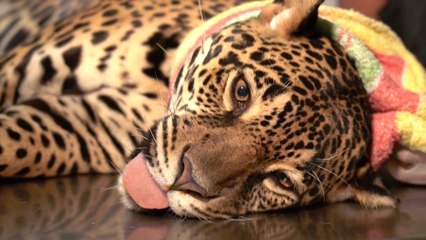 Amazonas: Projekt soll Jaguare retten