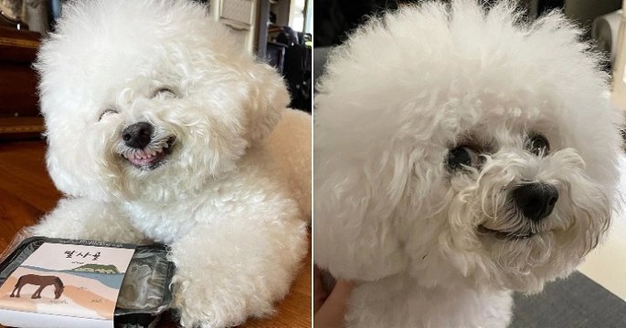 Cet adorable petit chien a des expressions faciales absolument géniales