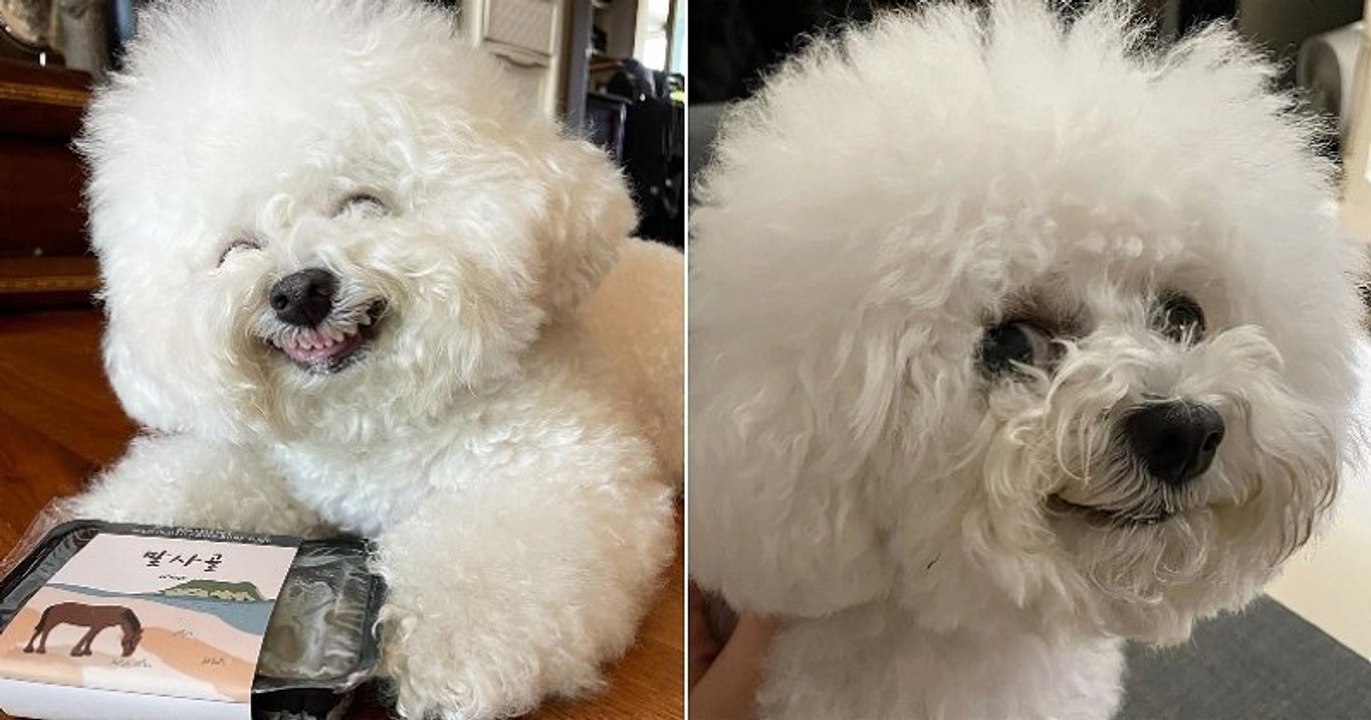 Cet adorable petit chien a des expressions faciales absolument géniales