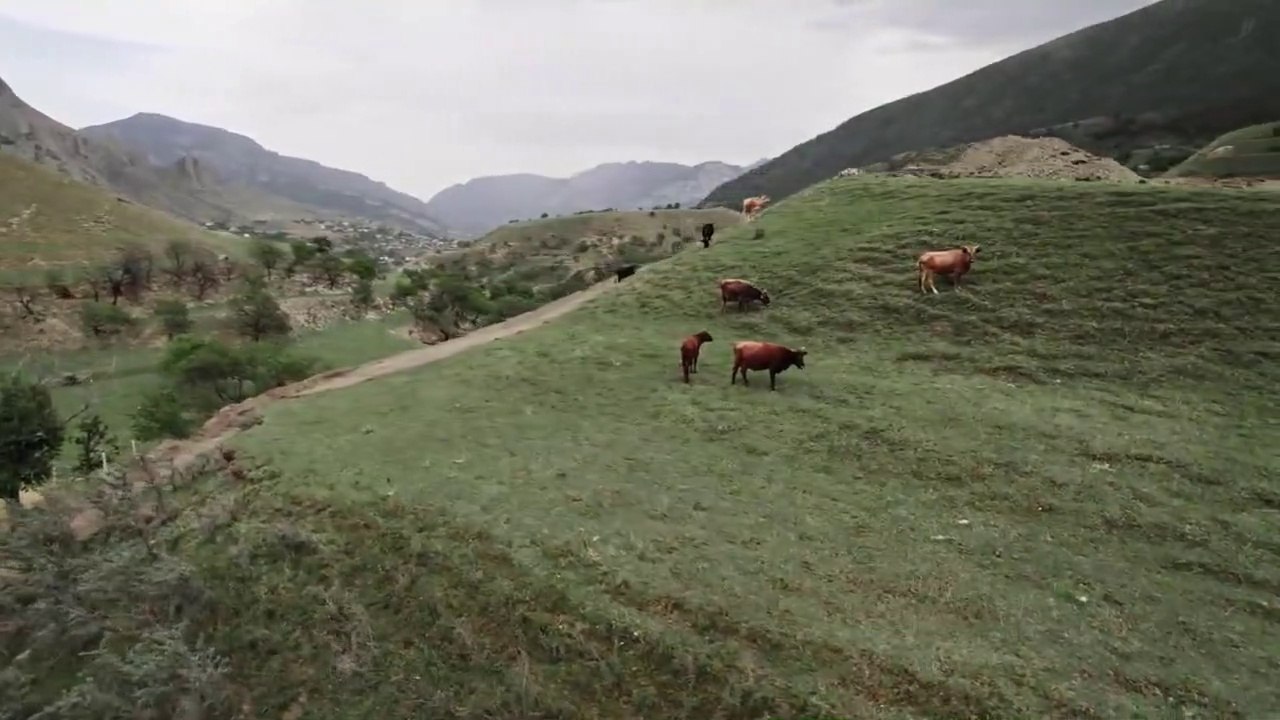 GRAZING CATTLE WITH SUPER MUSIC