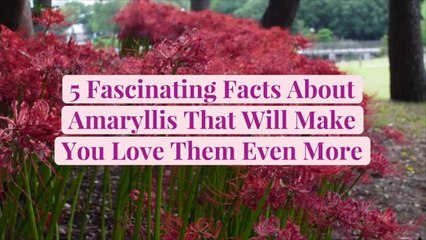 5 Fascinating Facts About Amaryllis That Will Make You Love Them Even More