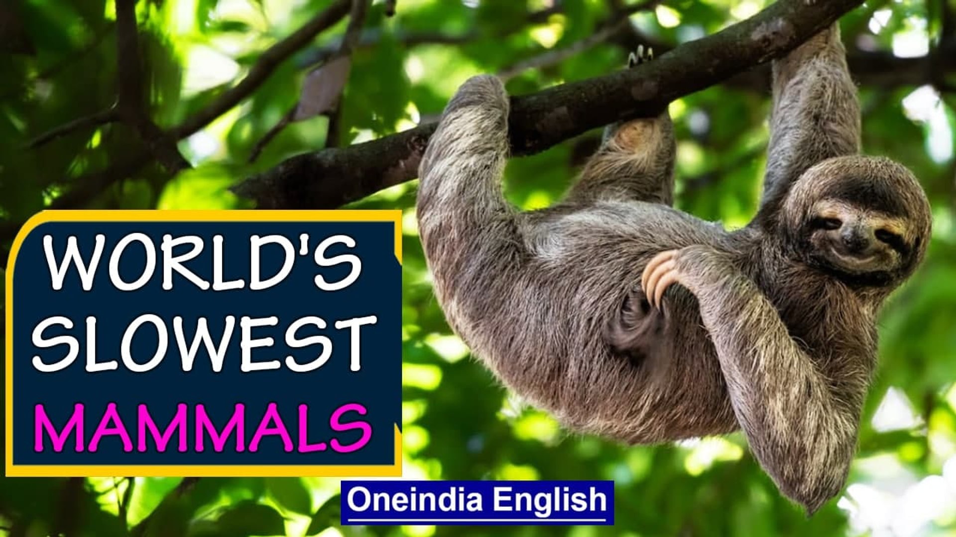 The Extreme Life of Sloths in Suriname, South America | The Slowest Mammal  On Earth | Oneindia News - video Dailymotion