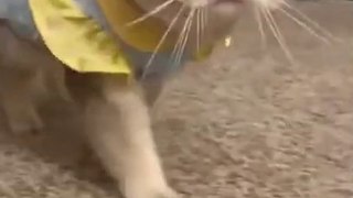 I can tell he’s not smart by the way he walks #shorts | MEOW CAT