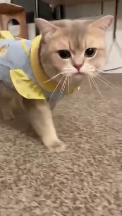 I can tell he’s not smart by the way he walks #shorts | MEOW CAT