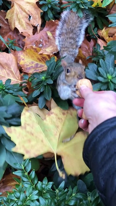 Woman Hands Wild Squirrel a Nut