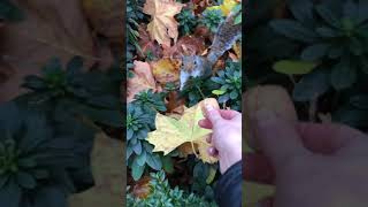 Woman Hands Wild Squirrel a Nut